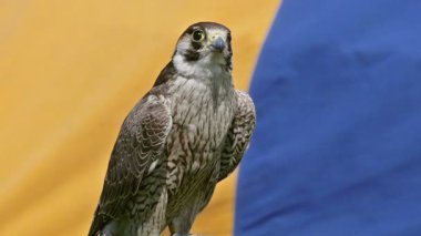 Genç (olgunlaşmamış) gökdoğan kuşağının tüyleri yetişkinlerden farklıdır. Yavaş çekim. Arka planda ortaçağ çadırı. Ortaçağ 'da Peregrine şahinleri avlanmak için kullanılırdı..