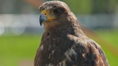 Harris'in hawk. Parabuteo unicinctus. Yırtıcı Kuş