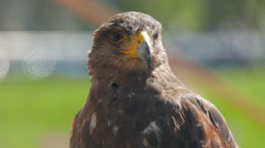 Harris'in hawk. Parabuteo unicinctus. Yırtıcı Kuş