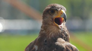 Harris'in hawk. Parabuteo unicinctus. Yırtıcı Kuş