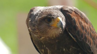 Harris'in hawk. Parabuteo unicinctus. Yırtıcı Kuş