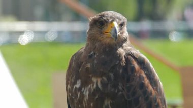 Harris'in hawk. Parabuteo unicinctus. Yırtıcı Kuş