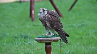 Ulu Şahin. Falco cherrug. Yırtıcı Kuş