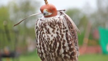 Bir kap içinde Ulu Şahin. Falco cherrug. Yırtıcı Kuş