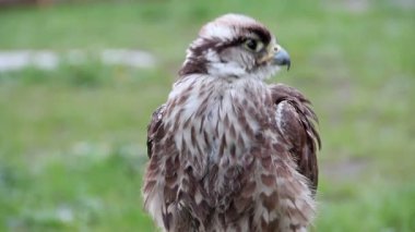 Ulu Şahin. Falco cherrug. Yırtıcı Kuş