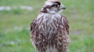 Ulu Şahin. Falco cherrug. Yırtıcı Kuş