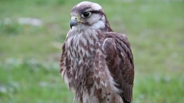 Saker falcon. Falco cherrug. Yırtıcı kuş. Doğancılık