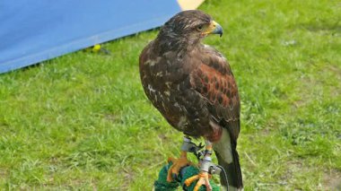 Harris'in hawk. Parabuteo unicinctus. Yırtıcı Kuş