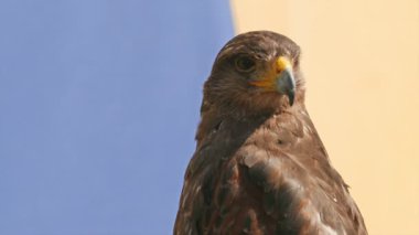Harris'in hawk. Parabuteo unicinctus. Yırtıcı Kuş