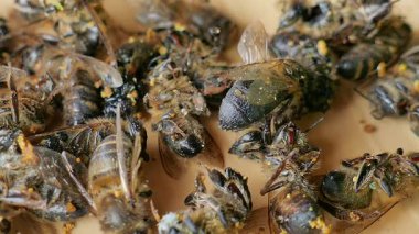 Ölü ve ölmekte olan arılar. Agrokimyasallar. Statik çekim, yakın çekim