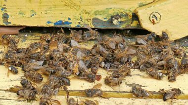 Ölü ve ölen arılar kovan koya