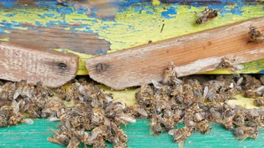 Ölü ve ölen arılar kovan koya