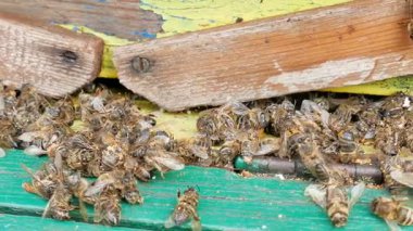 Ölü ve ölen arılar kovan koya