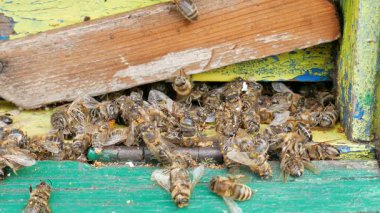 Ölü ve ölen arılar kovan koya