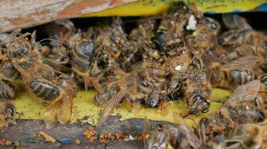 Ölü ve ölen arılar kovan koya