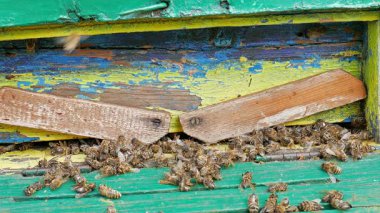 Ölü ve ölen arılar kovan koya