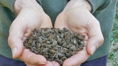 Arıcı ölü arılar gösteriyor.