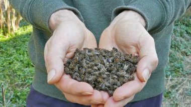 Arıcı ölü arılar gösteriyor.