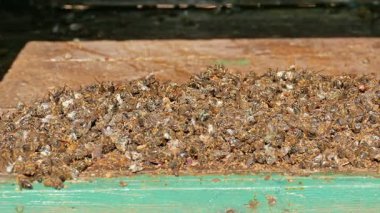 Arı kovanının dibinde ölü arılar var.