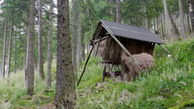 Ormandaki hayvanlar besleyici. Besleyici geyik için