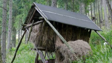 Vahşi hayvanlar ormanda beslenir. Geyik için Besleyici