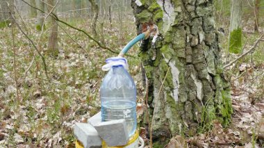 Huş ağacı özsuyu plastik şişeye damlıyor.