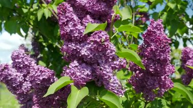 Eflatun çiçekler. Syringa vulgaris