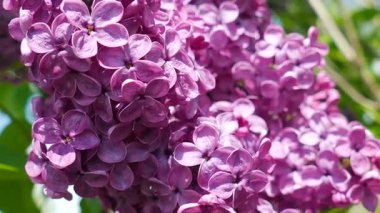Leylak çiçeği. Syringa vulgaris