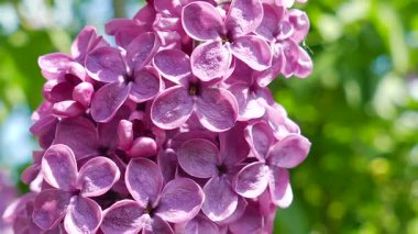 Leylak çiçeği. Syringa vulgaris