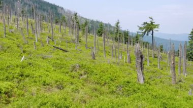 Polonya ve Çek sınırında ölü ağaçların Yolları Karkonosze / Krkonose dağları