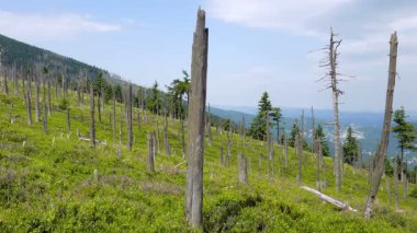 Polonya ve Çek sınır Karkonosze/Krkonose dağ yolu ölü ağaçlar