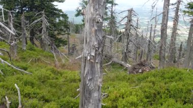 Ölü ağaçlar. CO2 ve So2 emisyon. Asit yağmurları. Hava kirliliği