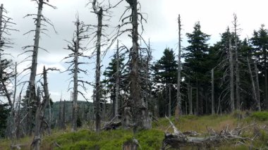 Ölü ağaçlar. Hava kirliliği. Asit yağmurları.