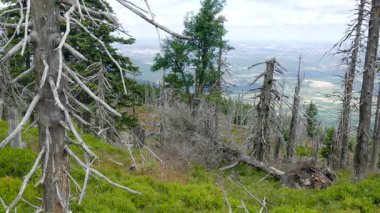 Ölü ağaçlar. CO2 ve So2 emisyon. Asit yağmurları.