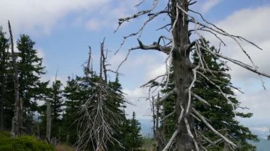 Ölü ağaçlar. Hava kirliliği.