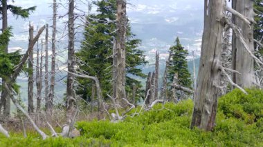 Karkonosze/Krkonose dağlarda ölü ağaç yolu