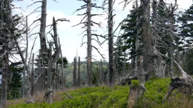 Karkonosze/Krkonose dağlarda ölü ağaç yolu