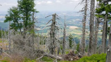 Ölü ağaçlar. CO2 ve So2 emisyon. Asit yağmurları.
