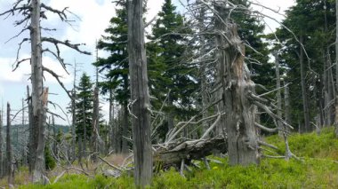 Ölü ağaçlar. Hava kirliliği. Asit yağmurları.