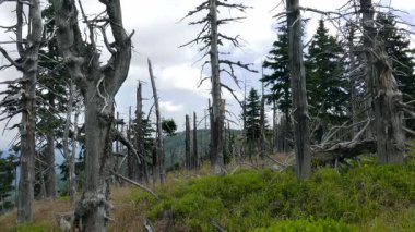 Ölü ağaçlar. Hava kirliliği. Asit yağmurları.