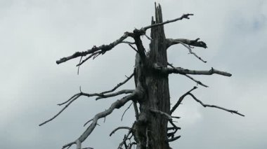 Hızlı hareketli bulutlar ile ölü ağaç. Hava kirliliği. Timelapse