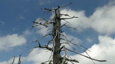 Hızlı hareketli bulutlar ile ölü ağaç. Hava kirliliği. Timelapse