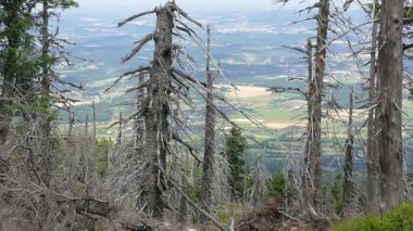 Ölü ağaçlar. Hava kirliliği. Asit yağmurları.