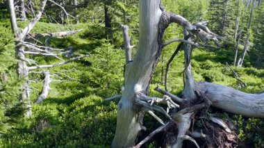 Ölü ağaçlar. Hava kirliliği. Asit yağmurları.