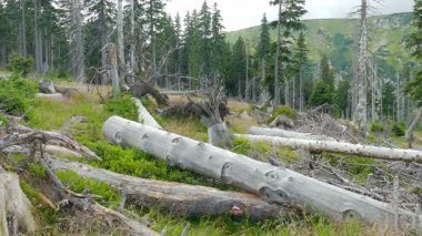 Ölü ağaçlar. CO2 ve So2 emisyon. Asit yağmurları.