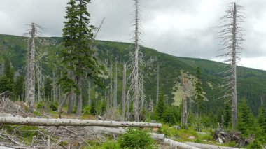 Ölü ağaçlar. Hava kirliliği. Asit yağmurları.