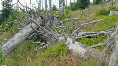 Ölü ağaçlar. CO2 ve So2 emisyon. Asit yağmurları.