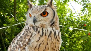 Hint kartal baykuş. Bubo bengalensis