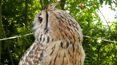 Hint kartal baykuş. Bubo bengalensis
