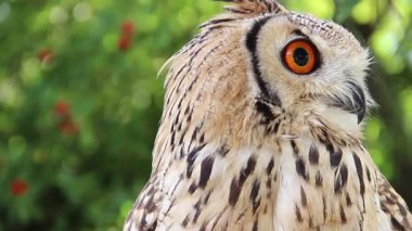 Hint kartal baykuş. Bubo bengalensis
